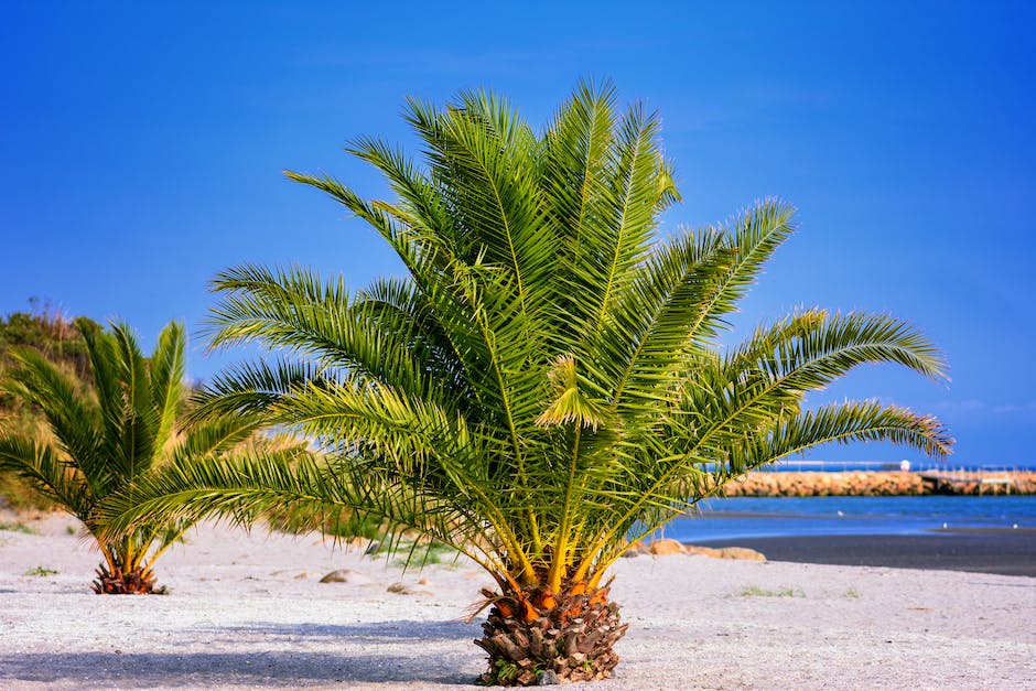 "Urlaub an der Ostsee günstig planen"