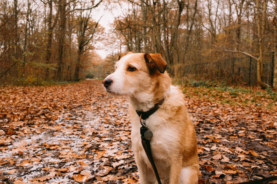  Urlaub in Deutschland mit dem Hund